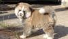 Питомник собак Akita puppies available now