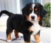 Питомник собак beautiful gorgeous Male and Female Bernese Mountain puppies