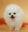 Питомник собак Teacup Pomeranian Spitz Puppies Available