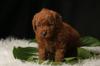 Питомник собак Adorable Poodle puppies