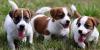 Питомник собак Jack Russel Puppies Now Ready To Join Their New Forever Homes