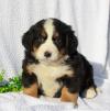 Питомник собак Bernese Mountain Dog Puppies Now Available