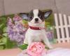 Питомник собак Teacup Chihuahua Puppies Available