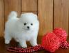 Питомник собак Teacup Pomeranian Spitz Puppies Available