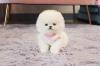 Питомник собак Teacup Pomeranian Spitz Puppies Available