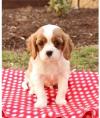 Питомник собак King charles Spaniel Puppies Available