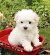 Питомник собак Maltese Puppies Available