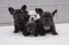 Питомник собак Cute and lovely trained French Bulldog puppies