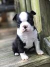 Питомник собак Available Bosten Terrier Puppies