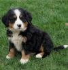 Питомник собак Bernese Mountain Dog Puppies Now Available