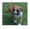 Питомник собак Boxer puppies available